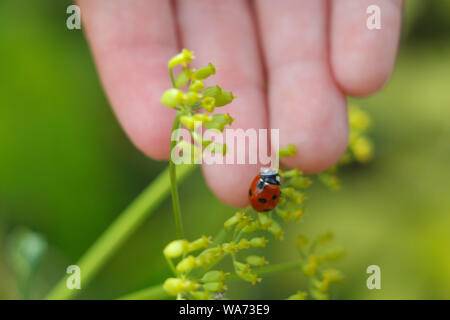 Marienkäfer auf der Hand. Marienkäfer auf Gras Hintergrund. Makro rote Marienkäfer. Marienkäfer kriecht auf der Hand eines Kindes. Stockfoto