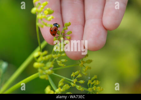 Marienkäfer auf der Hand. Marienkäfer auf Gras Hintergrund. Makro rote Marienkäfer. Marienkäfer kriecht auf der Hand eines Kindes. Stockfoto