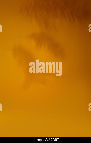 Hintergrund der Schatten Palmblättern auf orange Wand. Stockfoto