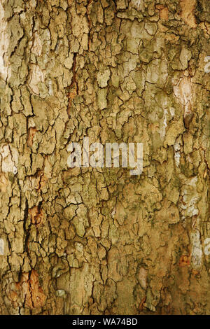 Platane Rinde Textur Stockfoto