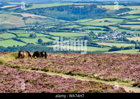 Exmoor Ponys füttern über Wheddon Kreuz, in der Nähe von Dunkery Beacon - der höchste Punkt auf Exmoor, zwischen Kreuz und Wheddon Porlock, Somerset Stockfoto