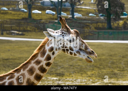 Seite Porträt einer Giraffe Stockfoto