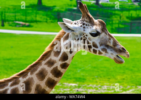 Seite Porträt einer Giraffe Stockfoto