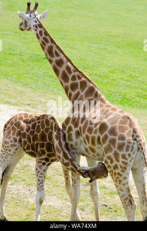 Mutter & Baby Giraffe Stockfoto