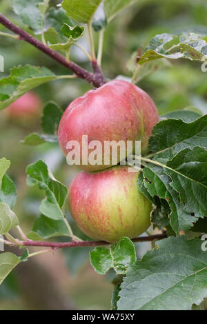 Malus Domestica. Äpfel auf einem Baum. Stockfoto