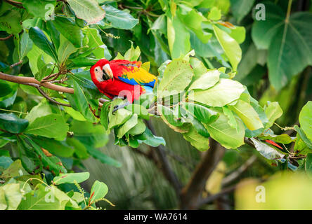 Hellrote ara Papagei auf einem Baum im Corcovado Nationalpark in Costa Rica Stockfoto