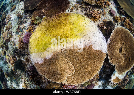 Ein großer Tisch Korallen (Acropora sp.) in den Prozess der Bleichen durch die globale Erwärmung und Klimawandel Stockfoto