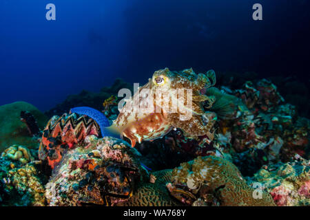Ein neugieriger Broadclub Tintenfische (Sepia latimanus) an einem tropischen Korallenriff Stockfoto