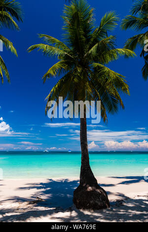Palmen wachsen auf einer schönen, sandigen tropischen Strand neben einem seichten Meer (White Beach, Boracay) Stockfoto