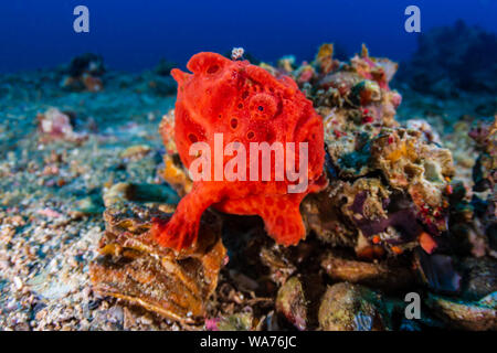 Bunt bemalte Anglerfisch (Antennarius pictus) an einem tropischen Korallenriff (Gato Island) Stockfoto