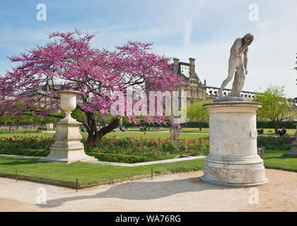 Cherry blosssum in angelegten Gärten der Tuilerien. Quartal Tuileries, Paris, Frankreich Stockfoto