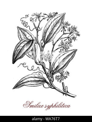 Smilax klettern blühende Pflanzen der tropischen Regionen mit Dornen und herzförmige Blätter. Essbar, in der traditionellen Medizin und von den Wurzeln für die sarsaparille Trinken verwendet Stockfoto