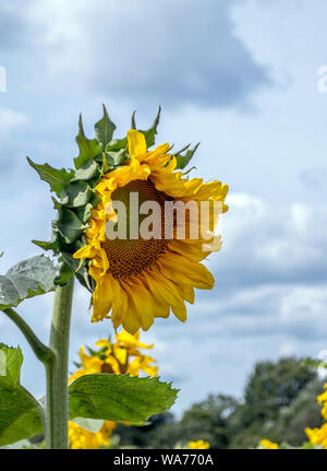 Schönen goldenen Sonnenblumen blühen natürlich in der warmen Sonne an einem schönen Sommer Stockfoto
