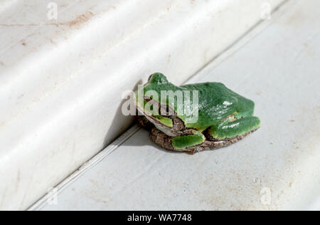 Ein kleiner grüner Frosch sitzt auf einer Fensterbank, auf einem Bauernhof in Michigan, USA, warten auf einen leckeren Fliegen vorbei zu kommen Stockfoto