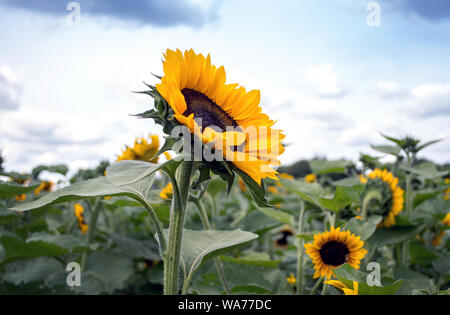 Ein Feld mit Sonnenblumen in Michigan, USA, heben ihre auffällige Köpfe in Richtung der warmen Sonne Stockfoto