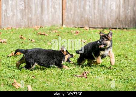 Junge Deutsche Schäferhund Welpen einander jagen im Garten an einem sonnigen Tag. Stockfoto