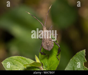 Nahaufnahme des Leaf-footed Bug sitzen auf grüne Pflanze Blatt Stockfoto