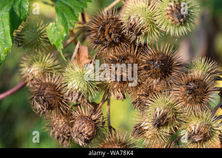 Arctium, Klette Blumen closeup selektiven Fokus Stockfoto