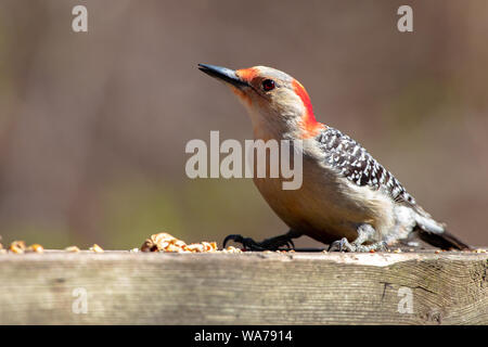 Red bellied Woodpecker Vögel der Welt Essen Erdnüsse, die aus einer Zuführung Platte Stockfoto