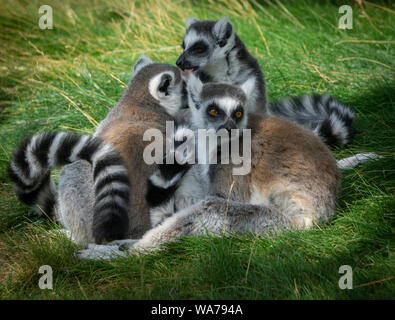 Ring tailed lemur Calgary, Alberta Stockfoto