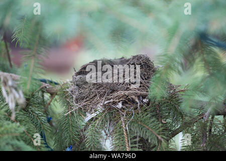 Abgebrochene Robin's Nest in einem Laubwald Pine Tree auf einem späten Herbst am Nachmittag Stockfoto