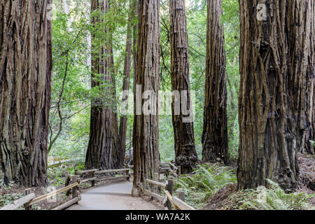 Alte Coast Redwood Bäume um befestigte Weg Stockfoto