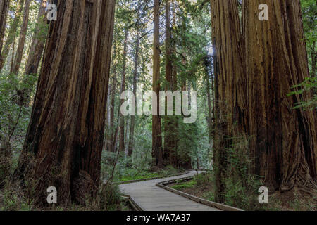 Boardwalk Trail Kreuzung alte Coast Redwood Bäume Stockfoto