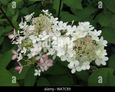Hydrangea paniculata Ruby oder Angel's Blush hat große weiße Blüten mit einer rötlichen Farbton im Sommer; Nahaufnahme einer der konischen Blume Rispen. Stockfoto