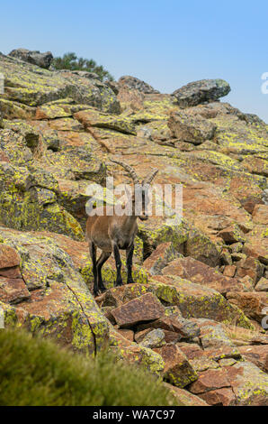 Männliche Bergziege in der Sierra de Gredos Gebirge, Avila, Spanien Stockfoto