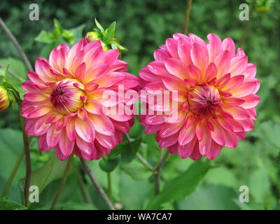 Zwei Blütenköpfe Der dahlie Sorte namens 'Rossendale Flamenco', eine auffällige Staude mit hellen Rosa/Himbeer bunten Blumen. Stockfoto