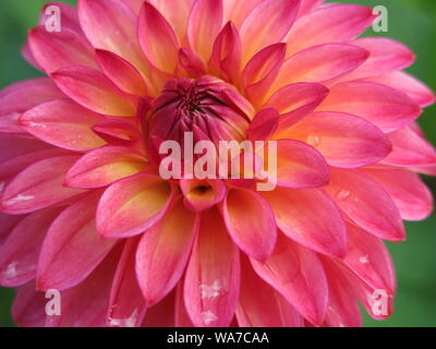 Nahaufnahme einer einzelnen rosa Blume - Kopf in voller Blüte einer Dahlie Sorte namens 'Rossendale Flamenco'. Stockfoto