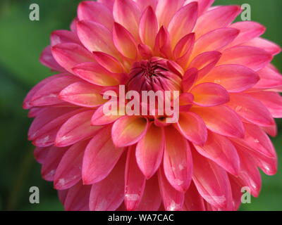 Nahaufnahme einer einzelnen rosa Blume - Kopf in voller Blüte einer Dahlie Sorte namens 'Rossendale Flamenco'. Stockfoto