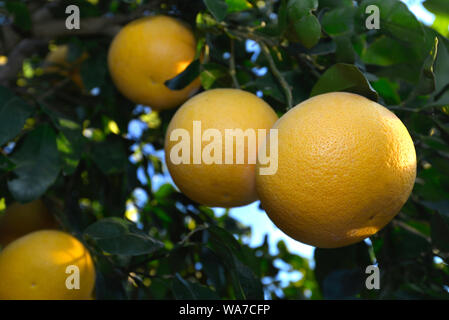 Reife Grapefruit am Baum Stockfoto