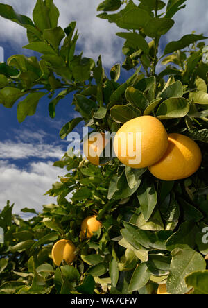 Reife Grapefruit am Baum Stockfoto