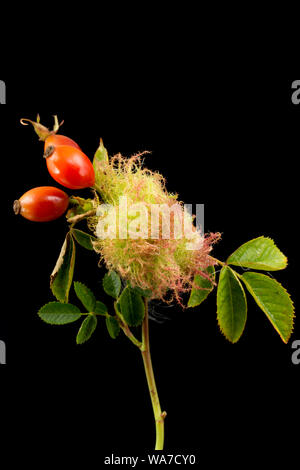 Ein Beispiel von Robin Nadelkissen Galle, auch bekannt als die Bedeguar Gall, wachsen auf eine wilde Rose in Dorset im August. Die Galle ist durch eine abschürfung Wespe verursacht, Stockfoto