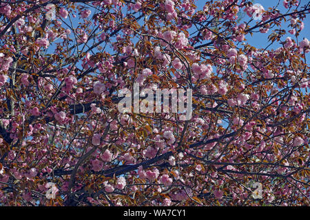 Japanische Kirsche (Prunus Serrulata). Cherry Hill genannt, Orientalische und ostasiatische Kirsche Kirsche auch. Stockfoto