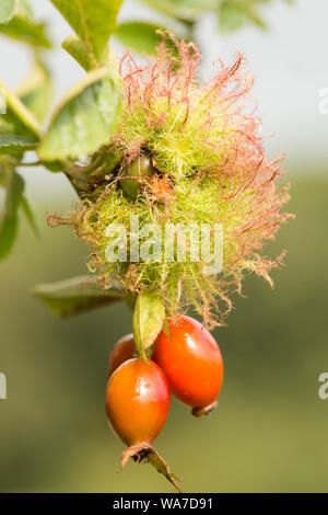 Ein Beispiel von Robin Nadelkissen Galle, auch bekannt als die Bedeguar Gall, wachsen auf eine wilde Rose in Dorset im August. Die Galle ist durch eine abschürfung Wespe verursacht, Stockfoto