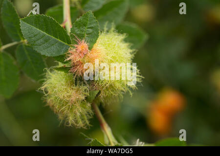 Ein Beispiel von Robin Nadelkissen Galle, auch bekannt als die Bedeguar Gall, wachsen auf eine wilde Rose in Dorset im August. Die Galle ist durch eine abschürfung Wespe verursacht, Stockfoto