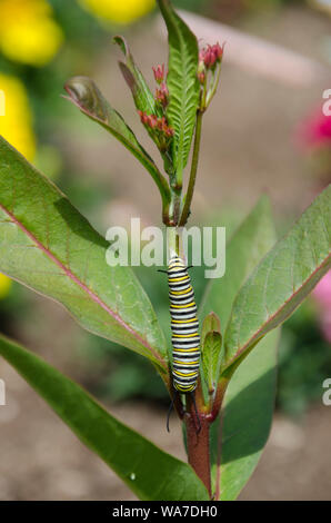 Wir teilen diese Garten - Monarch Caterpillar, Danaus plexippus, auf milkweed Anlage Stockfoto
