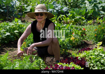 Ältere Frau lächelnd und Knien bei der Gartenarbeit in einem gemeinschaftlichen Garten, Maine, USA Stockfoto