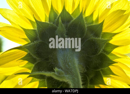 Große Sonnenblumen blühen, Blütenstand, Helianthus annuus, gesehen von unten und hinten mit Licht, das zwischen die Blütenblätter Stockfoto