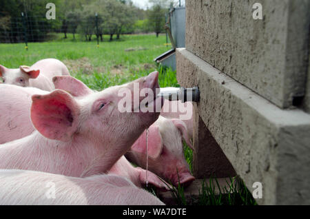 Gerne rosa Ferkel trinken aus Gießen Auslauf im grünen Hof, Weide, Maine, USA Stockfoto