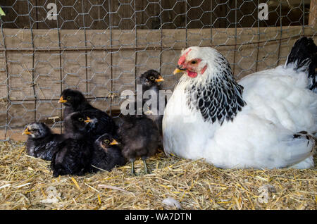 Henne, Kolumbianische Wyandotte, Huhn mit barnyard mix Baby zusammen in kühlen Nachmittag im Schatten sitzen im Hühnerstall Stockfoto