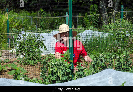 Frau Gärtner im Strohhut mit einem großen Lächeln, als sie außerhalb arbeitet und jäten im Garten, Yarmouth, Maine, USA Stockfoto