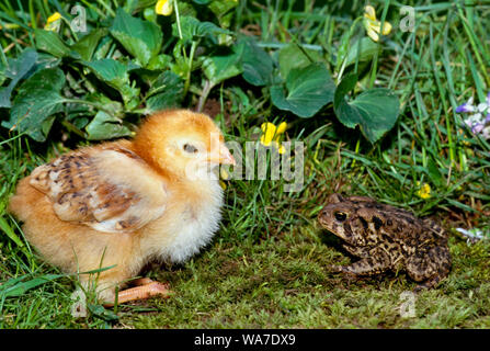 Ungewöhnliche Freunde: Adorable flauschig gelbe Rhode-Island Rot baby Chick und eine Amerikanische Kröte im Garten Angesicht zu Angesicht, Missouri USA Stockfoto
