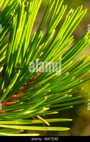 Lodgepole Pine Needles, Ollalie Lake Scenic Area, Mt Hood National Forest, Oregon Stockfoto