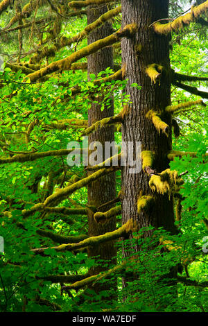 Coast Range Wald, Nestucca River State Scenic Wasserstraße, Nestucca Back Country Byway, Oregon Stockfoto