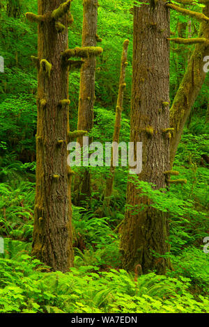 Coast Range Wald, Nestucca River State Scenic Wasserstraße, Nestucca Back Country Byway, Oregon Stockfoto