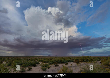 Cumulonimbus cloud mit Regen Welle und einer Wolke zu Boden Blitz auffällig weit von der Seite in die Chihuahuan Wste Stockfoto