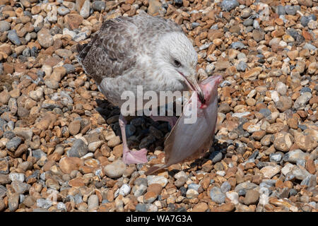 Jungtiere Heringsmöwe mit Flachfisch, Hastings, East Sussex, UK Stockfoto